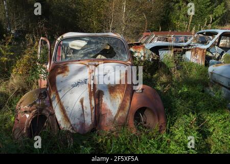 Versteckt im schwedischen Wald, wird ein Autofriedhof voll von alten Autos `s den 50er Jahren von der Natur zurückgenommen. Stockfoto